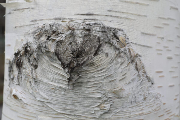 68988798185859.5ed68b087fa11